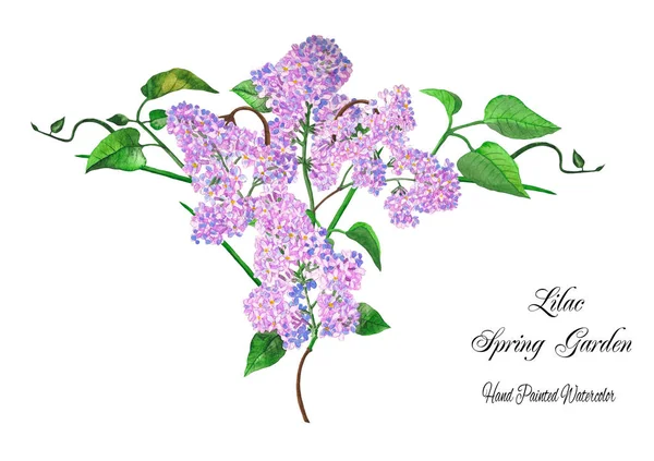 Kytice fialová jarní zahrada. Akvarel, ilustrace — Stock fotografie