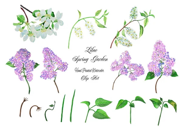 Liliowy Spring Garden clipart. Akwarela ilustracje — Zdjęcie stockowe