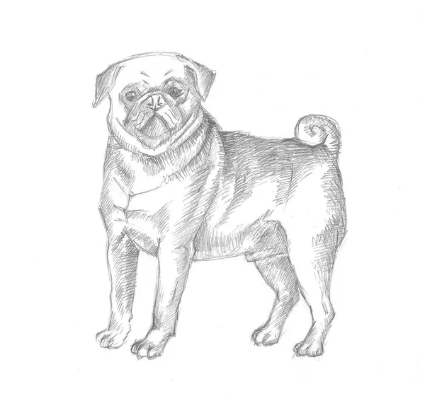 Esboço Pug Dog. Ilustração desenhada à mão — Fotografia de Stock