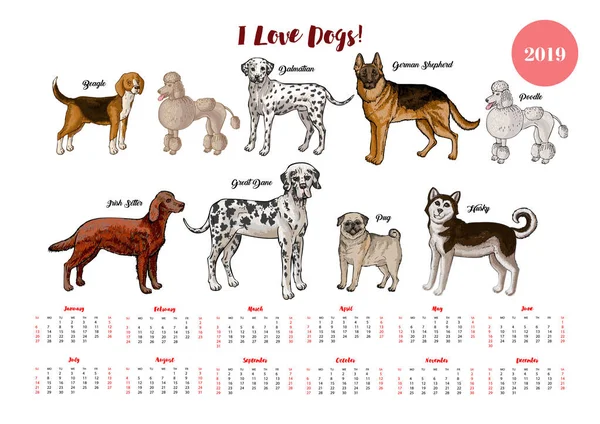 Calendario de perros 2019. Perros de diferentes razas bocetos —  Fotos de Stock