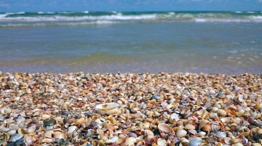 Güzel deniz kabuklarını. Azak Denizi.