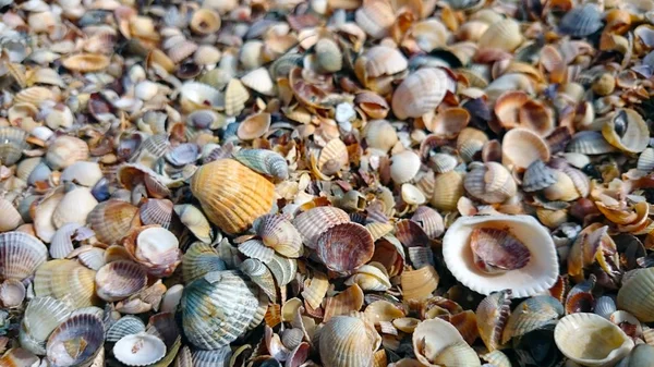 Güzel deniz kabuklarını. Azak Denizi.
