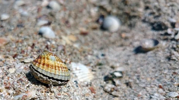 Güzel deniz kabuklarını. Azak Denizi.