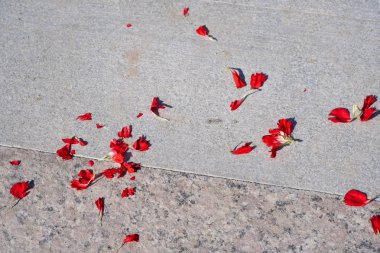 Karanfil çiçeği yaprakları yere serpilmiş.