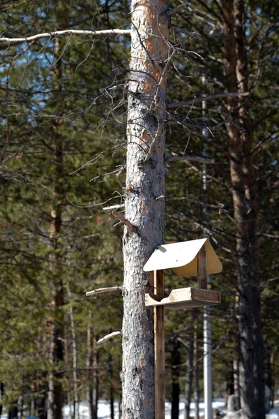 Bir şehirde Park bir ağaçta kuş yuvası.