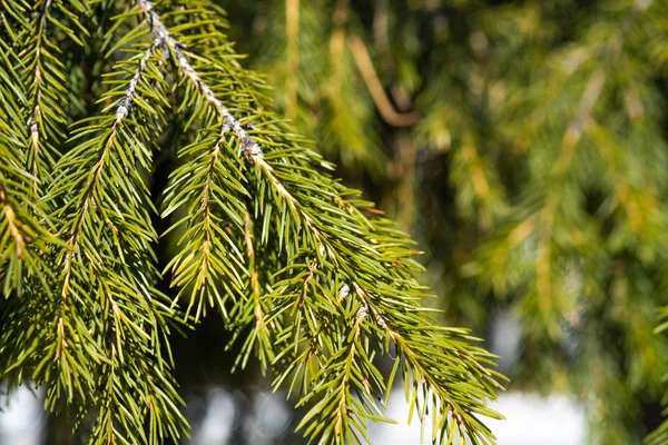 Ladin dalları yakın çekim. Bulanık arka plan.