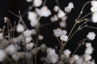 Siyah arka planlı beyaz çiçeklerin bulanık görüntüleri.