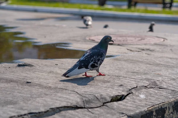 Gołębie miejskie lub gołąb miejski — Zdjęcie stockowe