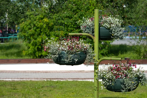 Посадка цветов в парке на специальных горшках . — стоковое фото