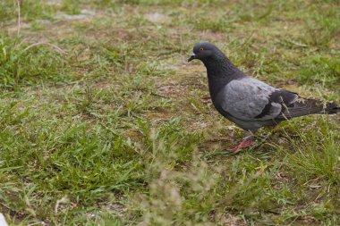 Kuşlar güvercinler, şehir güvercinleri parktaki yeşil çimenlerin üzerinde dinleniyor..