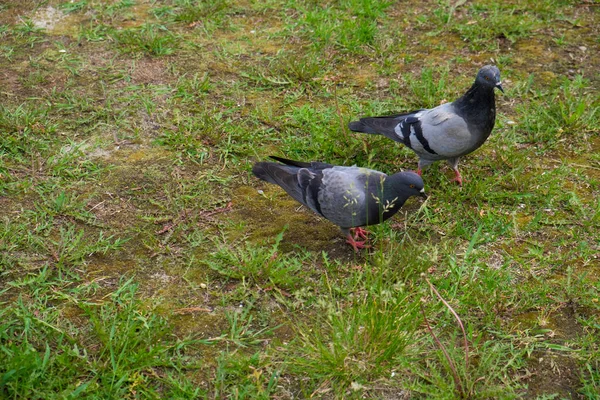 Pombas de pássaros, pombos da cidade estão descansando na grama verde no parque . — Fotografia de Stock