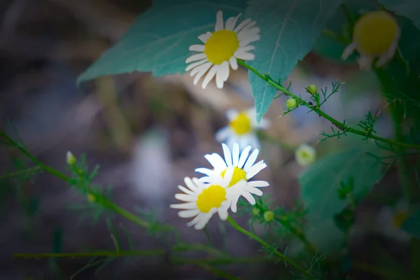 Yaz kır çiçekleri. Hafif bulanıklık ve vinyet ile Papatya çiçekler.