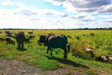 Bir sürüsi tarlada yürüyor.
