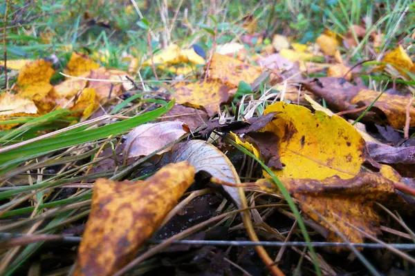 Осенние листья лежат на земле под солнцем . — стоковое фото