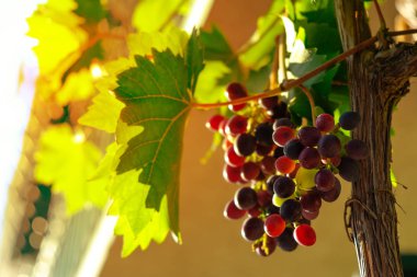 Sonbaharda olgun üzüm... Üzüm demeti bir asma asmak, kırmızı ve mavi şarap üzüm Close Up. Üzüm meyveleri ve yeşil yaprakların güneştarafından arkadan aydınlatması.
