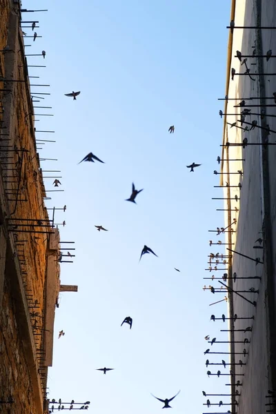 As andorinhas voam entre dois edifícios. Contra o fundo do céu azul . — Fotografia de Stock