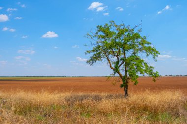 Sürülmüş bir tarlada yalnız ağaç. Mavi gökyüzünün arka planında.