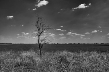 Boş bir alanda dalları üzerinde yaprakları olmayan bir ağaç. Siyah beyaz fotoğraf.
