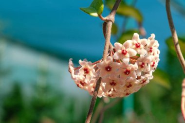 Hoya carnosa'nın ev çiçeği. Seçici odaklama.
