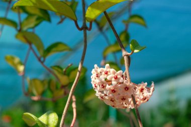Hoya carnosa'nın ev çiçeği. Seçici odak. Çiçekler yakın çekim.