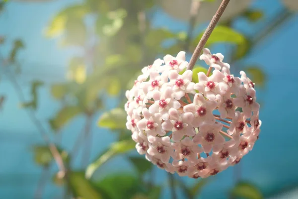 Hoya carnosa'nın ev çiçeği. Seçici odak. Çiçekler yakın çekim.