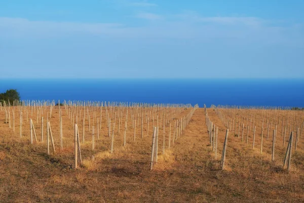 Pilaren in de wijngaard. Een groot veld zonder bomen. — Stockfoto