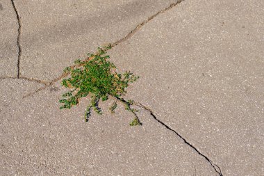 Çimenler asfalt çatlağında büyür..