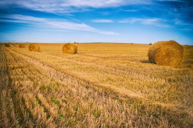 Tarlada çim biçme ve saman yığını. Mavi gökyüzüne karşı güneş ışığında.