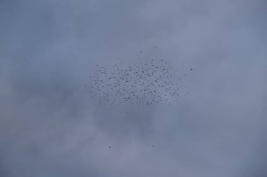 Gökyüzünde büyük bir kuş sürüsü. Gökyüzünde bir sürü siyah nokta var..