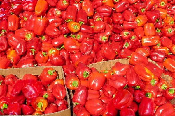 Red pepper is laid out in a large pile in the open.