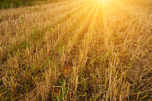 Kısa saplı. Tarlada çim biçtim. Yakın plan. Gün batımında güneşte.