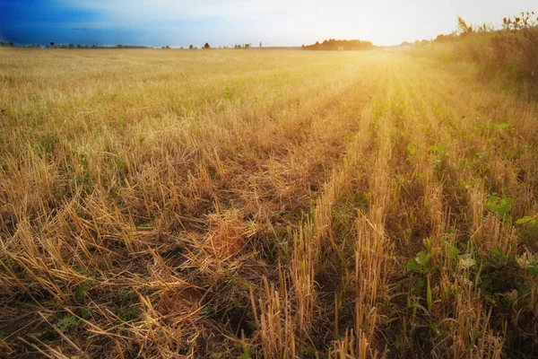 Kurze Stängel. Gras auf dem Feld gemäht. Nahaufnahme. in der Sonne bei Sonnenuntergang. — Stockfoto