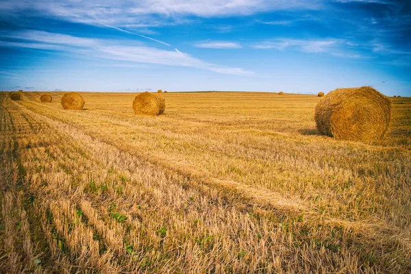 Tarlada çim biçme ve saman yığını. Mavi gökyüzüne karşı güneş ışığında.