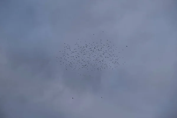 Um grande bando de pássaros no céu. Um monte de pontos negros contra o céu . — Fotografia de Stock