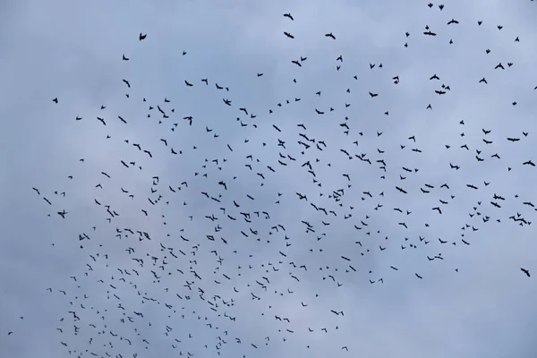 Um grande bando de pássaros no céu. Um monte de pontos negros contra o céu . — Fotografia de Stock