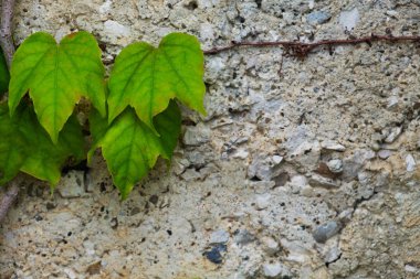 Gri bir duvardaki yeşil sürüngen bitkisinin soyut doğa arka plan kopyalama uzayı