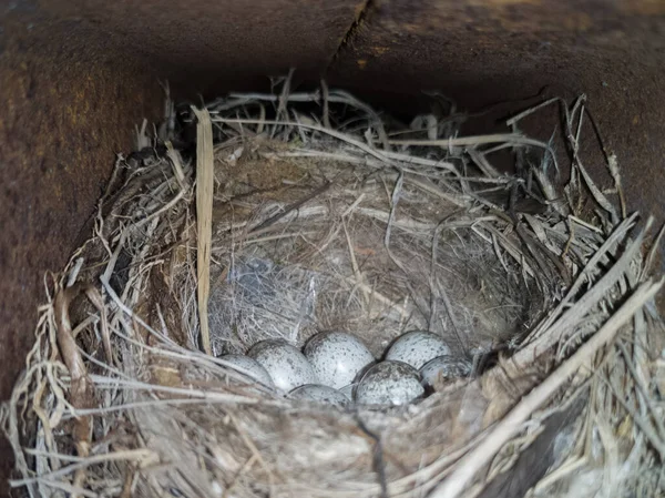 Nido Pájaros Con Huevos —  Fotos de Stock