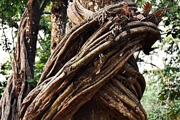 A vine wraps itself around a large tree.