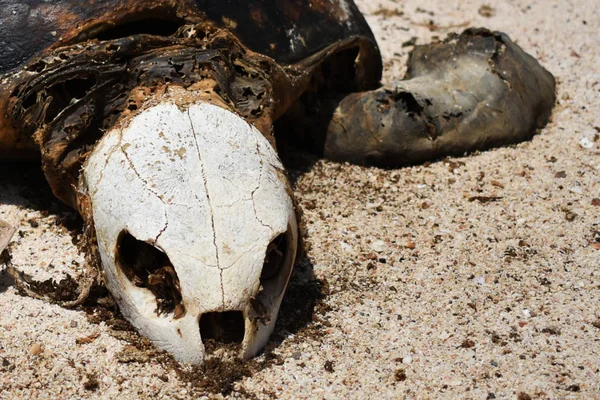 一只海龟被冲到海滩上 在阳光下腐烂 — 图库照片