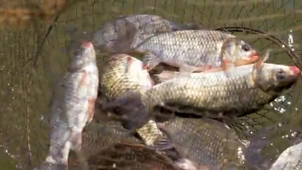 Gemaakt komen onder de rest vissen in de riethuizen — Stockvideo