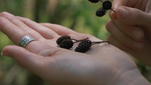 Menina segura em um galho de palma com pequena pinecone — Vídeo de Stock