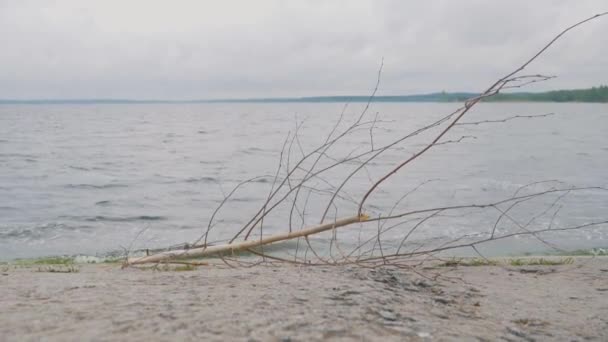 Torr gren på stranden — Stockvideo