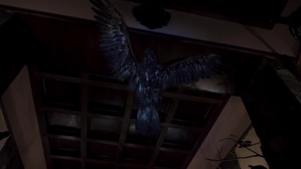 Un águila de peluche en el techo — Vídeo de stock