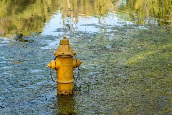 Toronto Czerwca 2019 Żółty Hydrant Przeciwpożarowy Wodzie Podczas Powodzi — Zdjęcie stockowe