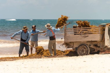 Tulum, Meksika - 5 Ağustos 2018: işçiler Playa Paraiso 'daki bir kamyona Sargassum yosunu yüklüyorlar.