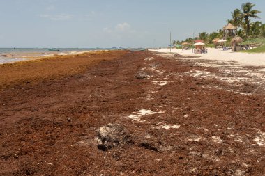 Tulum, Meksika - 12 Ağustos 2018: Tulum Sahili 'ndeki Sargassum yosunları.