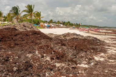 Tulum, Meksika - 12 Ağustos 2018: Tulum Sahili 'nde yosun yığını.