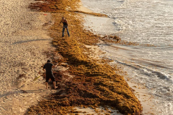 Tulum Mexico August 2018 Two Men Cleaning Sargassum Seaweed Beach — Stock Photo, Image