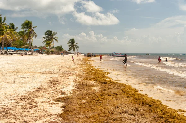 stock image Tulum, Mexico - 12 August 2018: patches of Sargassum seaweed on Playa Santa Fe.