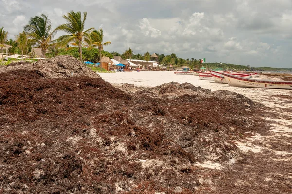 Tulum, Meksika - 12 Ağustos 2018: Tulum Sahili 'nde yosun yığını.